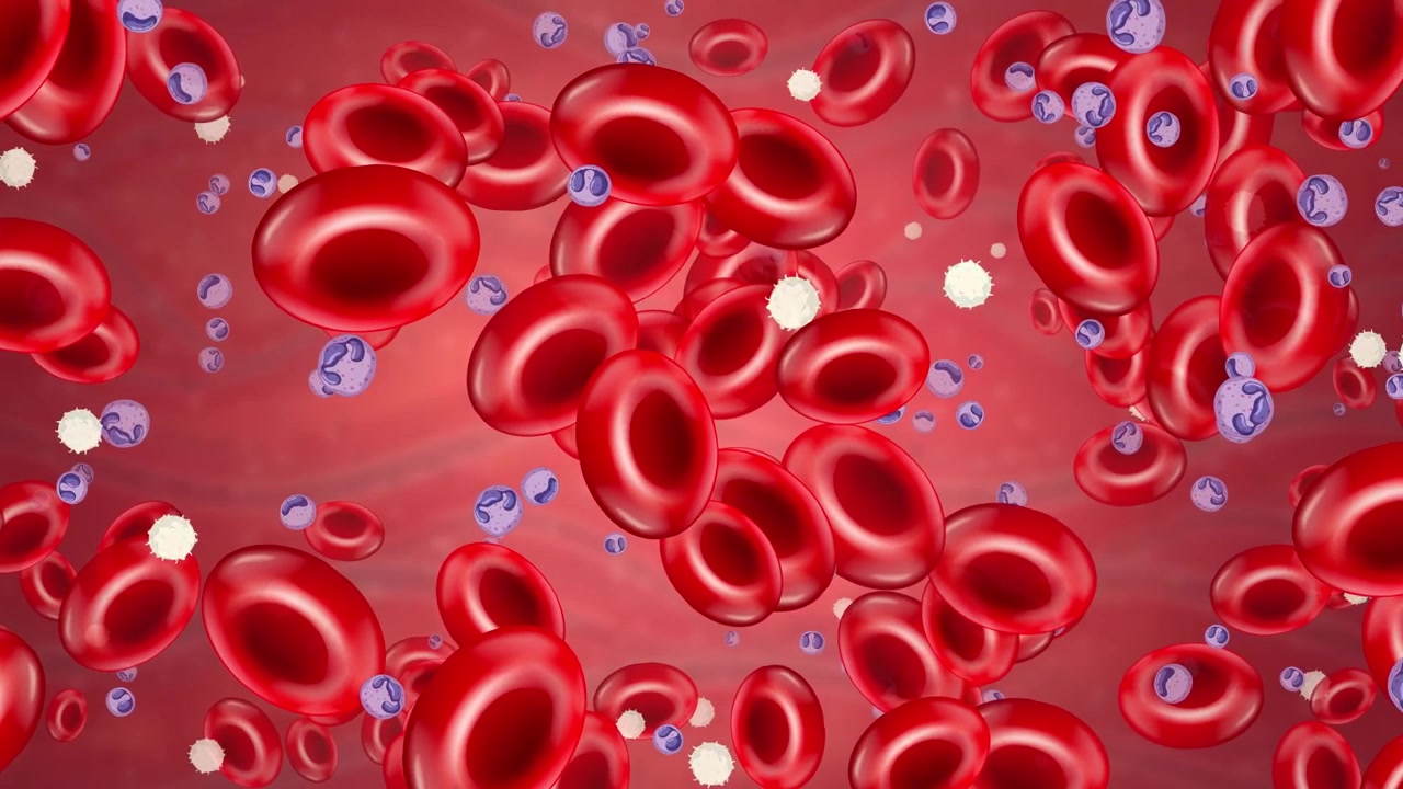 Microscopic View of Red and White Blood Cells Flowing in Vein