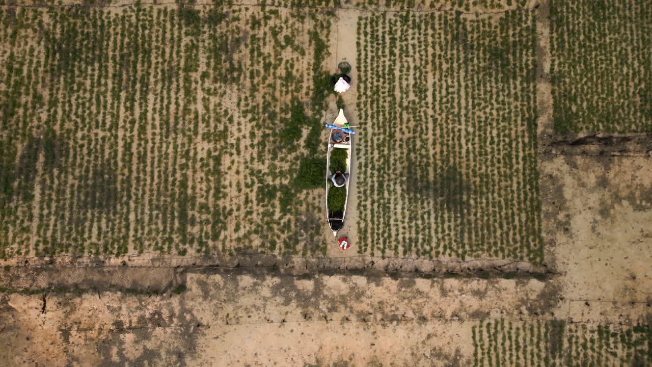 vista aérea de arriba hacia abajo de un agricultor en canoa en un campo de algas marinas, indonesia