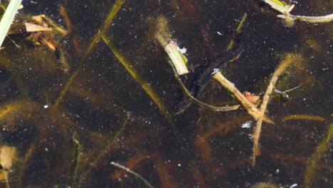 salamandra nadando en aguas poco profundas, una vista de arriba hacia abajo, escena de biodiversidad del estanque