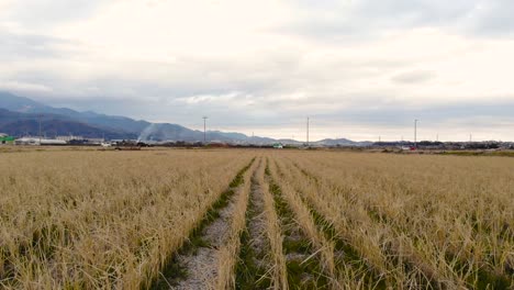 crops planted on the rice fields in japan with cars travelling on the road in a distance - slow panoramic shot