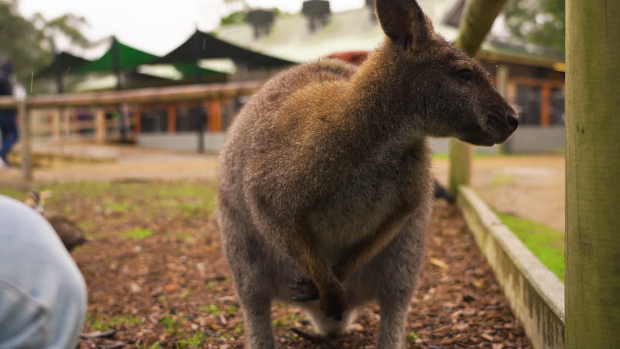 disparo en cámara lenta de un wallaby adulto tomando comida de la mano de un turista en australia
