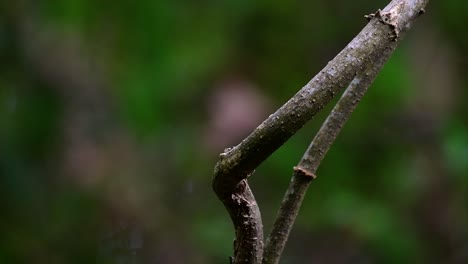 Der-Tigerwürger-Hat-Seinen-Namen-Von-Dem-Tigerähnlichen-Muster-Auf-Seinen-Federn,-Da-Er-Auch-Ein-Raubtier-Eines-Vogels-Ist,-Der-Sich-Von-Insekten,-Sehr-Kleinen-Säugetieren-Und-Sogar-Vögeln-Seiner-Größe-Ernährt