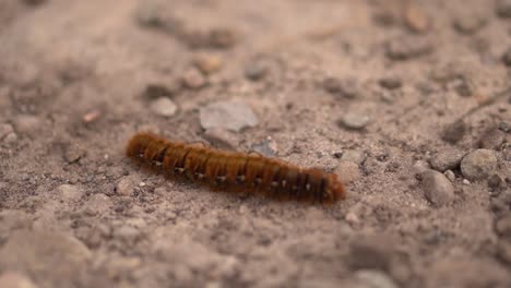 Nahaufnahme-Einer-Pelzigen-Raupe,-Die-über-Einen-Pfad-Kriecht