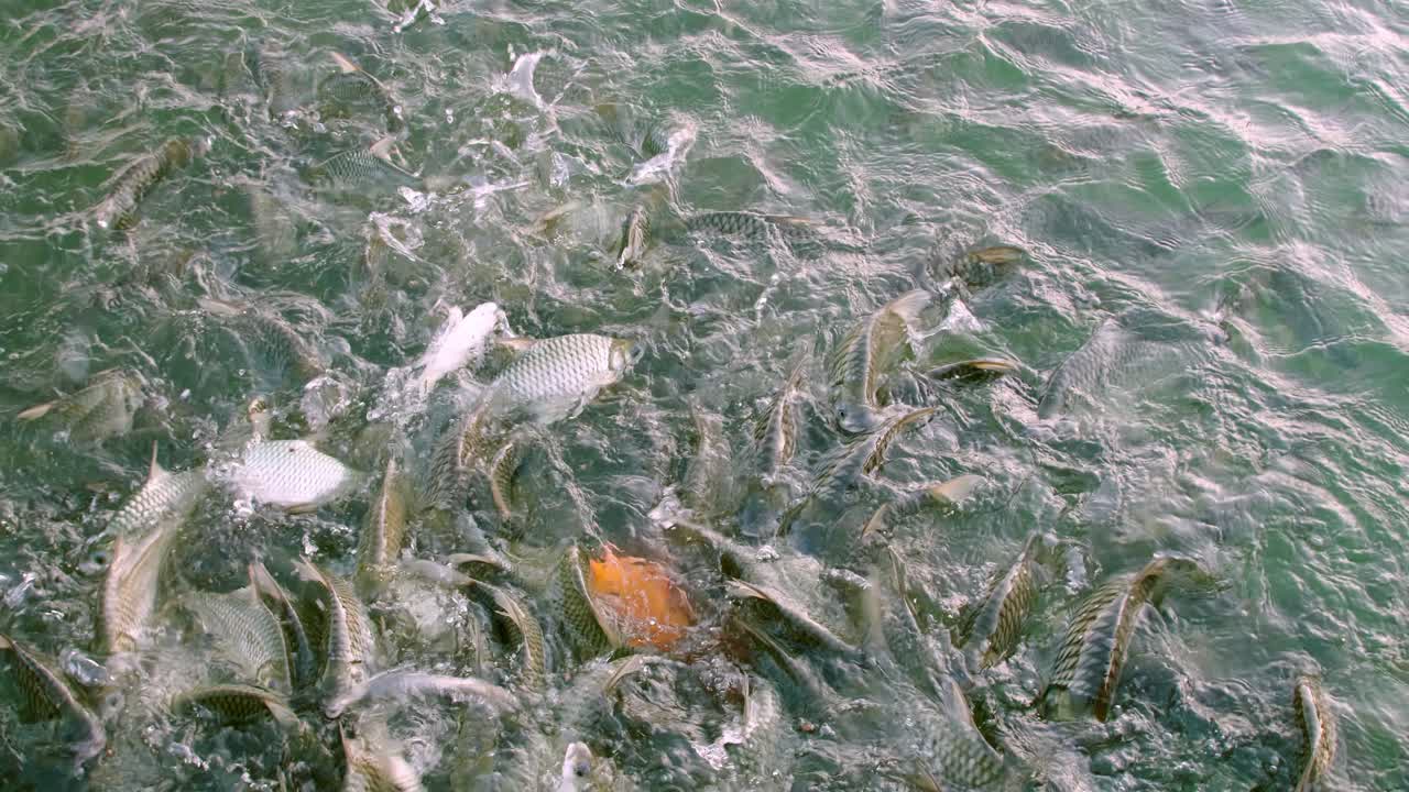 물고기들은 수영장 가장자리에서 입을 크게 벌리고 먹이를 구하러 옵니다.