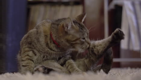 cute lady cat grooming itself, licking legs to be clean
