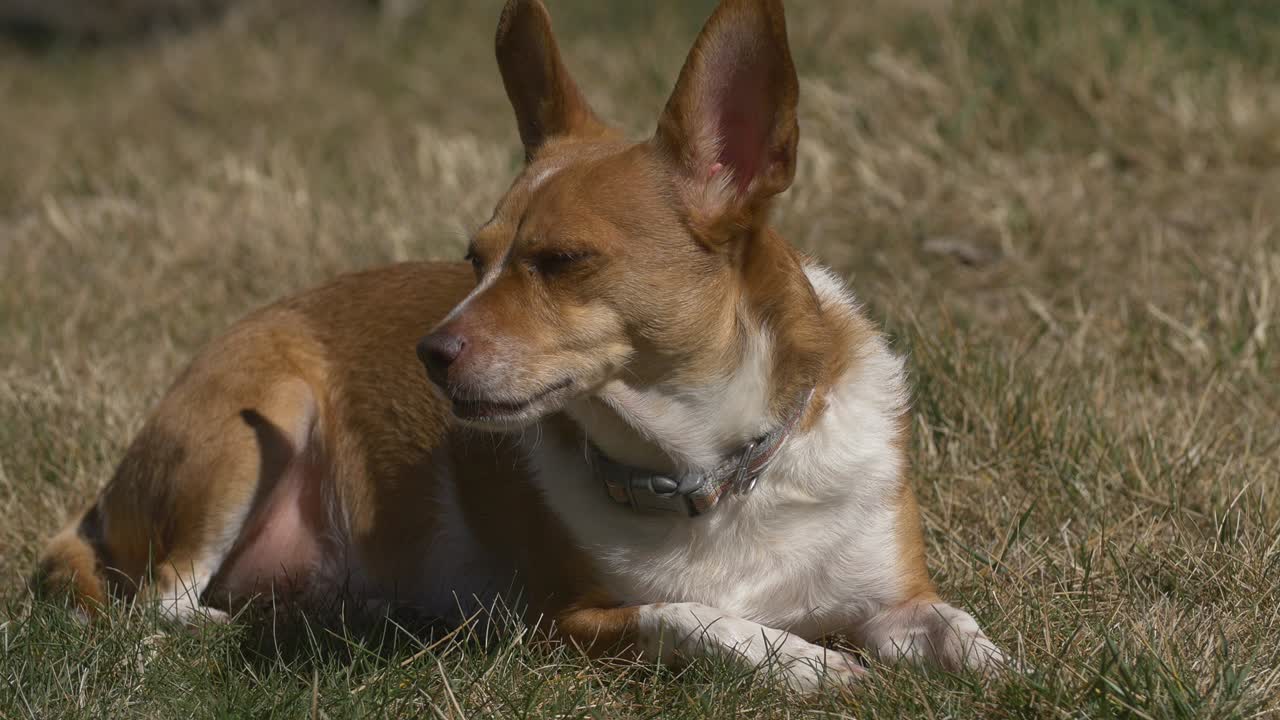 perro durmiendo a la luz del sol