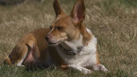 sleeping dog in the sun light