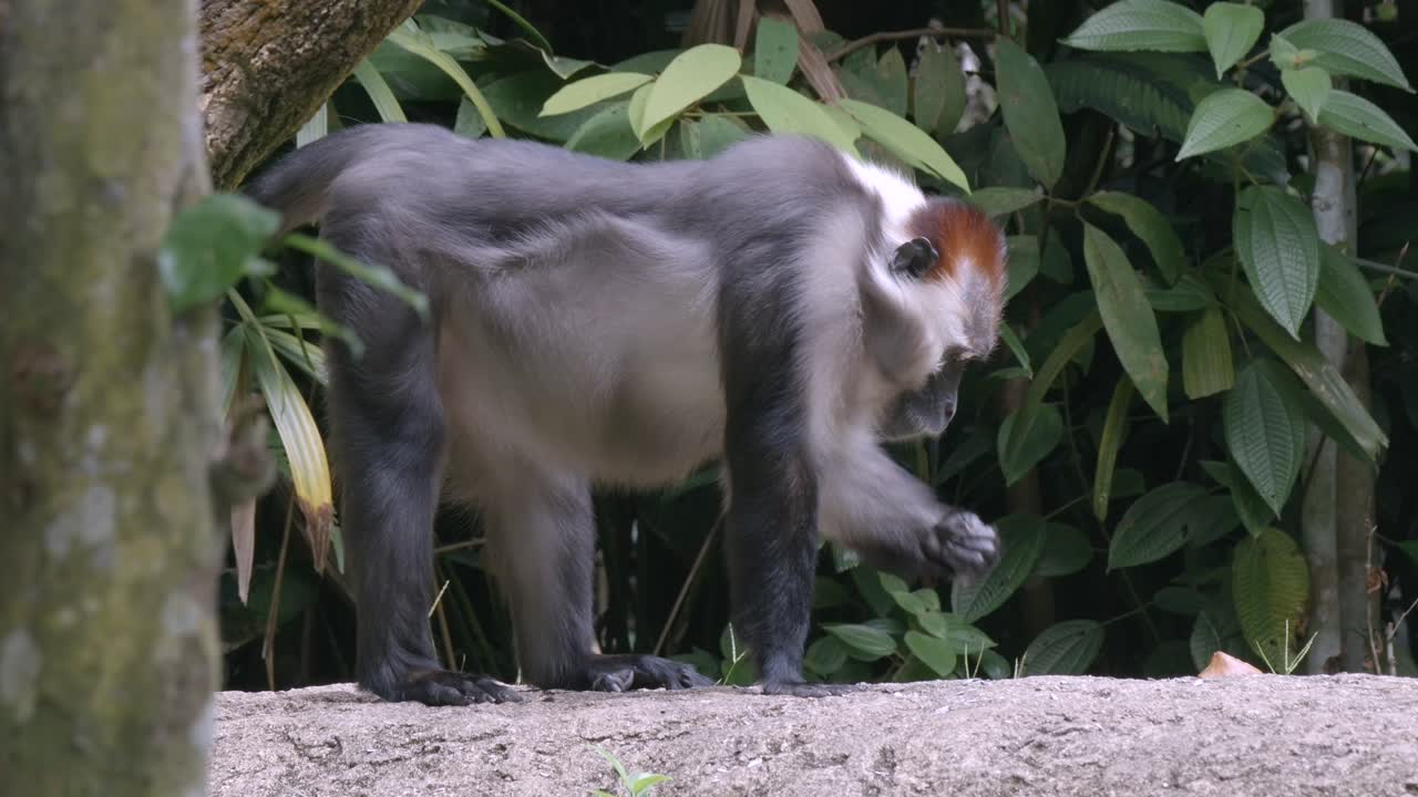 mono de montaña comiendo frutas recogidas del suelo del bosque