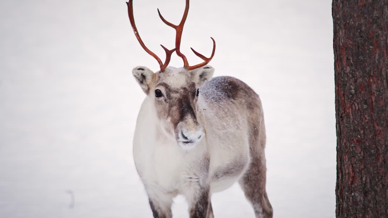Wild reindeer in Lapland starring to the camera