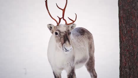 Wild-reindeer-in-Lapland-starring-to-the-camera