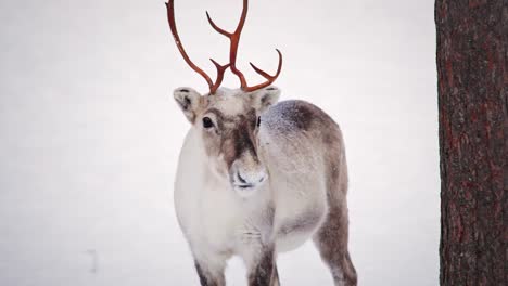 wilde rendieren in lapland in de hoofdrol voor de camera