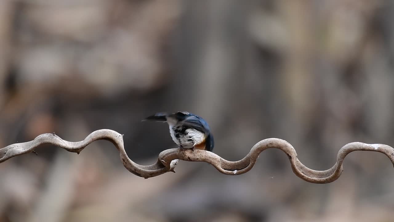 인도차이나 블루 플라이캐처는 푸른 깃털과 주황색에서 흰색 가슴으로 유명한 태국의 저지대 숲에서 발견됩니다.