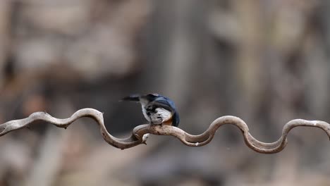 the indochinese blue-flycatcher is a found in lowland forests of thailand, known for its blue feathers and orange to white breast