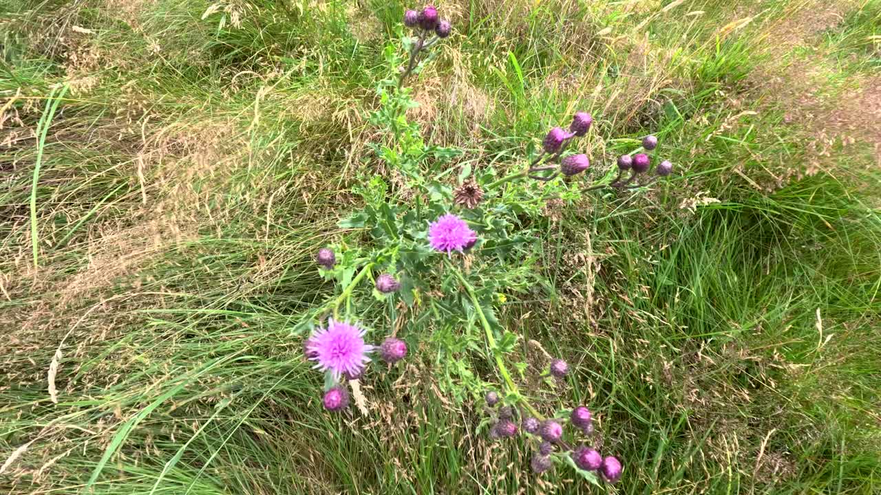 Close-up of purple thistle flowers gently moving in summer grassland, natural daylight, macro perspective