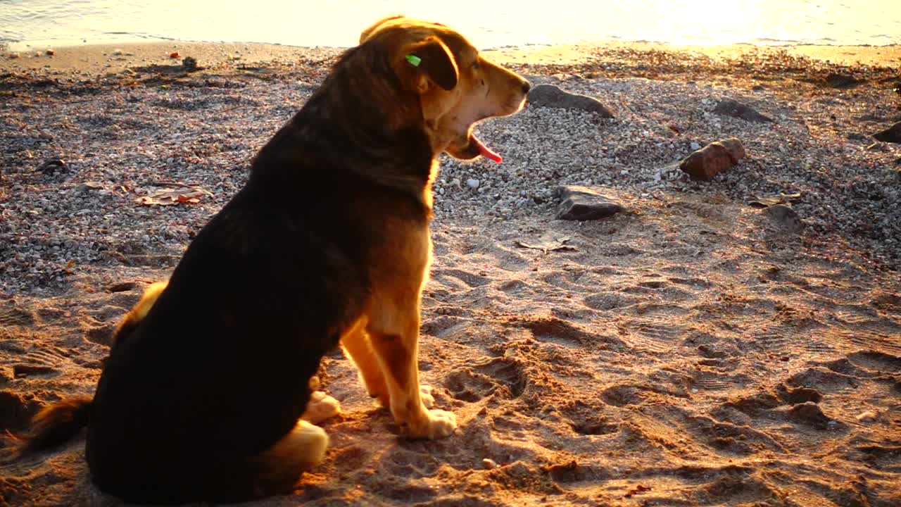 Cães vadios na praia. Câmera lenta