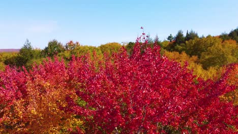 Circling-red-maple-tree-reveals-autumn-forest-and-stunning-lake