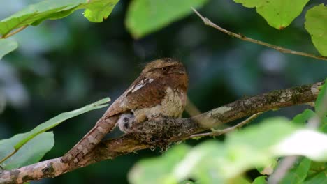 爪<unk> (javan frogmouth) 是一種在泰國和亞洲其他國家生長的動物