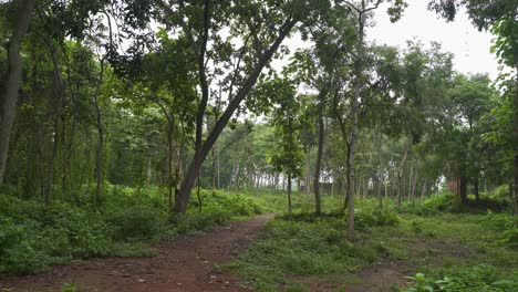 La-Fábrica-De-Nilakuti-O-índigo-Construida-Durante-El-Dominio-Británico-Hoy-Se-Encuentra-En-Un-Estado-Ruinoso-Y-Abandonado-En-El-Bosque