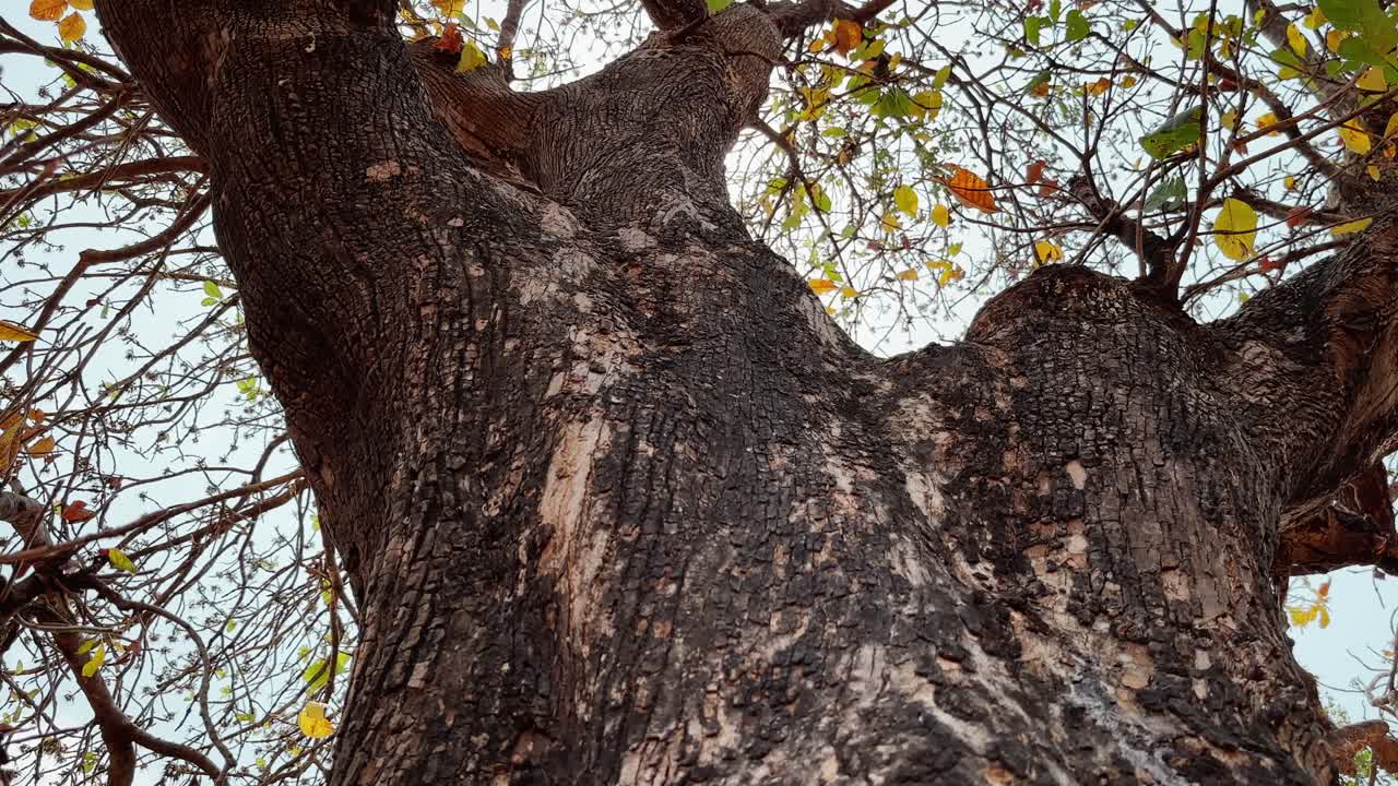 camera looking up on the tree trunk