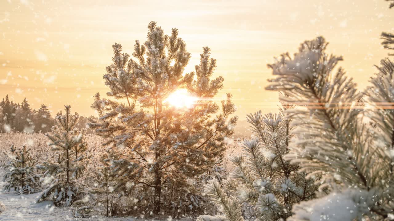 눈이 내리는 자연, 숲, 나무, 풍경, 빛, 은 겨울 날, 기분, 밝은 눈, 차가운 시간, 비디오 루프, 시네마그래프 비디오 루프