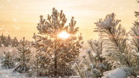 snow falling nature forest trees landscape on white sunny winter day mood. light and bright snow cold time, video loop, cinemagraph video loop
