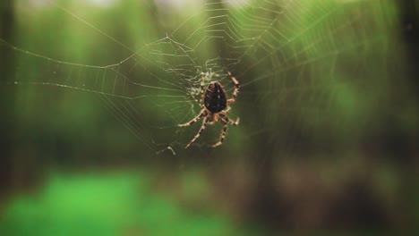 Pequeña-Araña-Sentada-En-Su-Telaraña-Con-Un-Fondo-Forestal