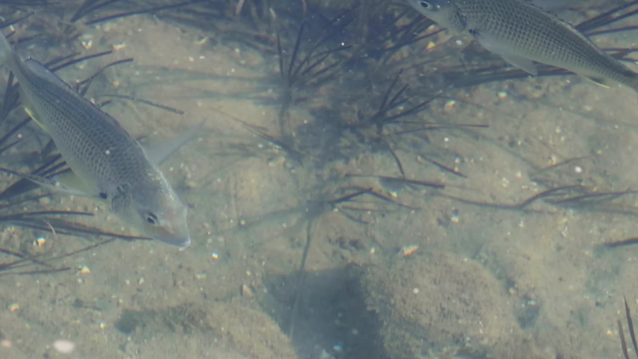 A fish swims gracefully over a sandy seabed, weaving through patches of seagrass.