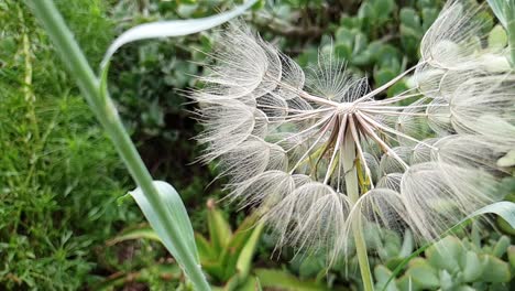 dandelion plant moving past in front of green aloe plants in garden in slow motion