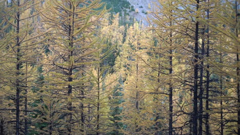 Bosque-De-Alerces-En-Otoño