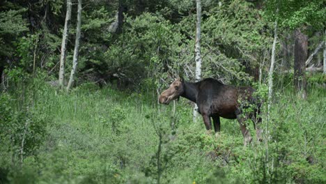 A-wild-Moose-feeding-in-the-forest-at-Gordon-Gulch,-Colorado,-USA