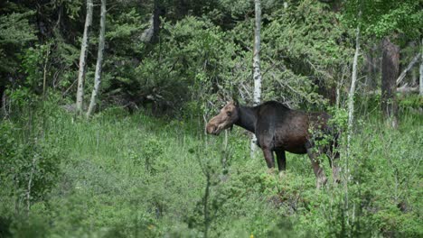 un alce salvaje alimentándose en el bosque de gordon gulch, colorado, ee.uu.