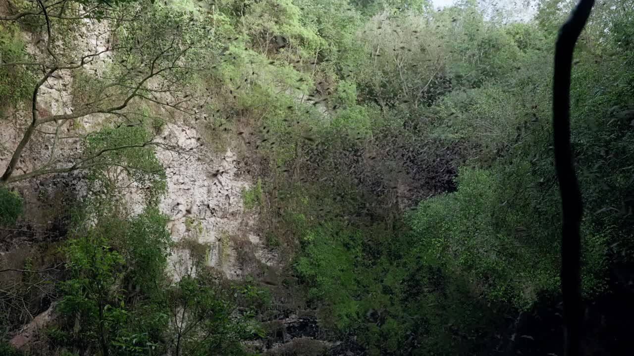 Enorme sciame di pipistrelli che emerge dalla grotta Volcan de los Murcielagos a Campeche, Messico. Ripresa da treppiede che si inclina verso l'alto mentre una fitta spirale di pipistrelli sale dall'apertura della grotta verso il cielo crepuscolare con regolazione della luminosità