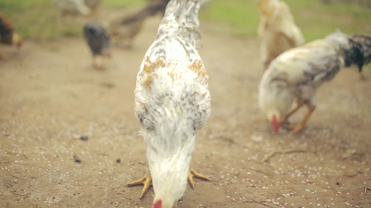 primer plano de cardán de gallo comiendo al aire libre en el corral