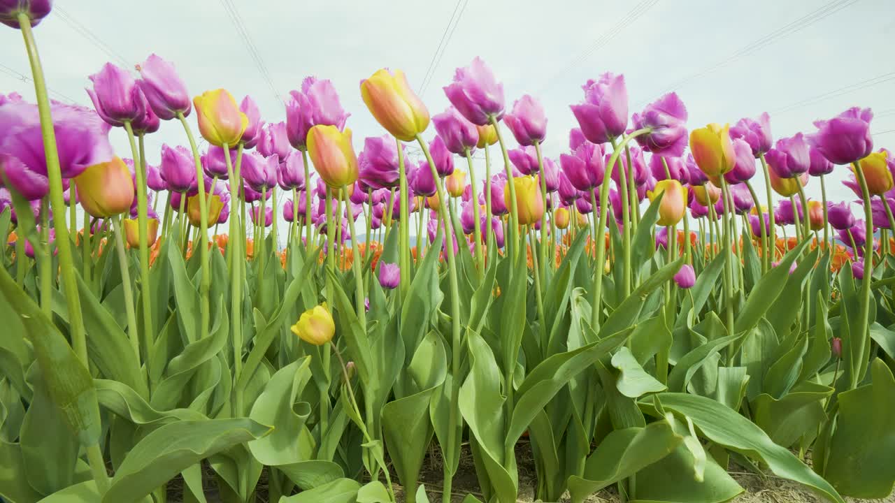 Purple and Yellow Tulip Flowers Dancing in the Wind, Tulip Festival