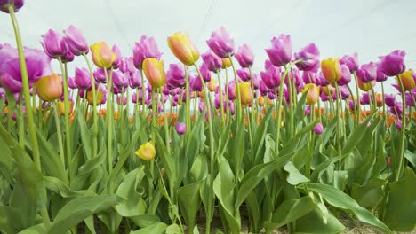 Flores-De-Tulipanes-Morados-Y-Amarillos-Bailando-En-El-Viento,-Festival-De-Tulipanes