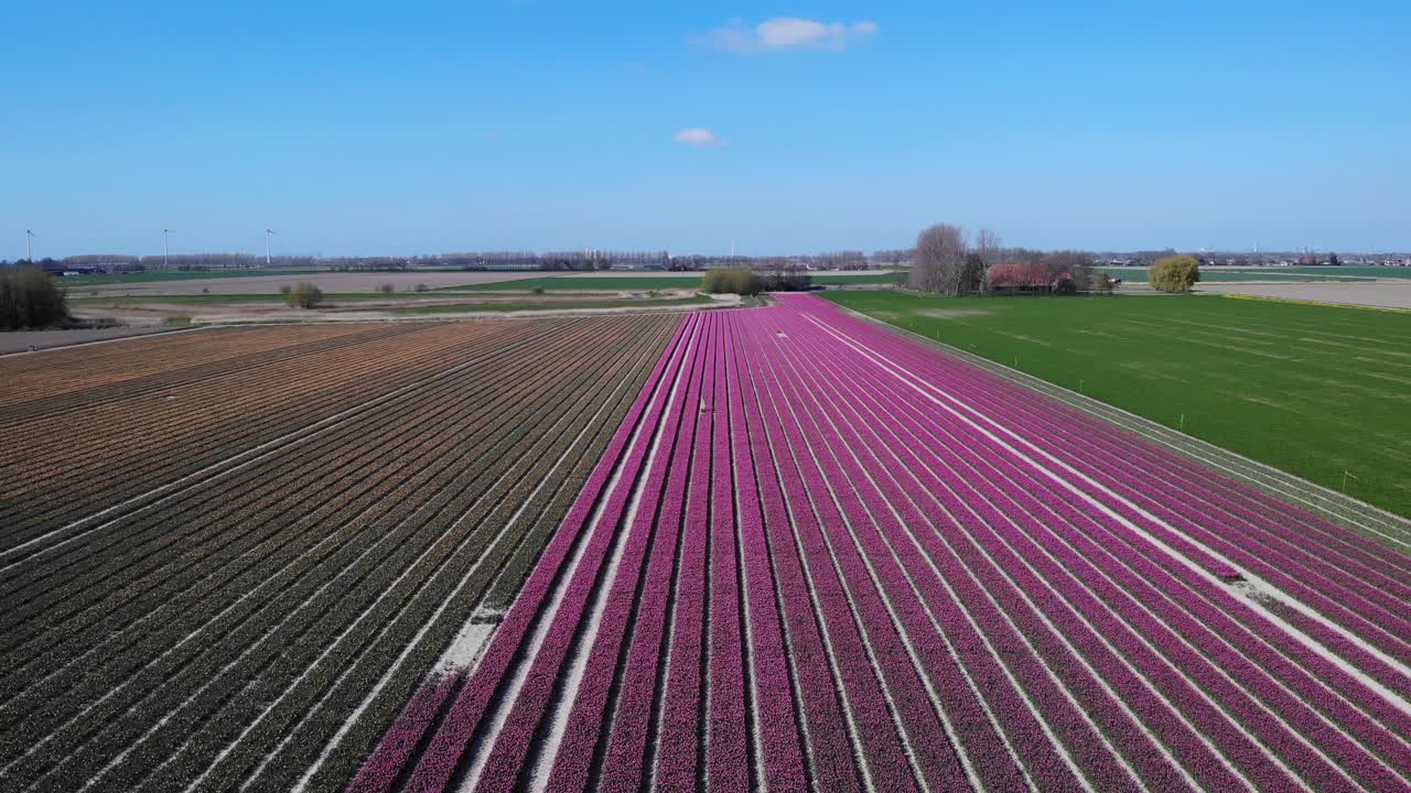 Champs de tulipes en fleurs à Zuid-Beijerland, Pays-Bas - vue aérienne par drone
