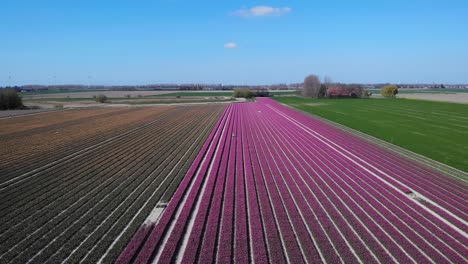 campos de tulipanes florecientes en zuid-beijerland, países bajos - toma aérea de drones