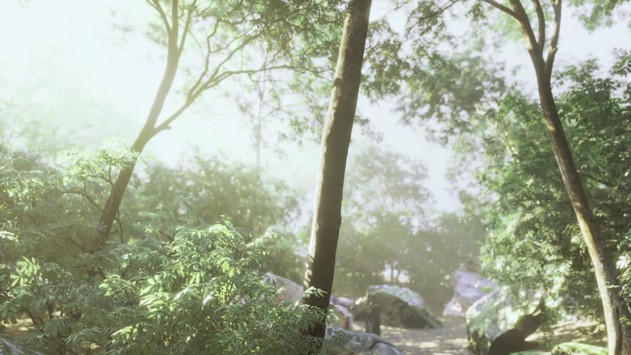 Sunlight filters through trees in a tranquil forest during early morning hours