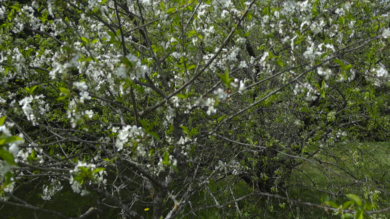 Gorgeous video with bokeh of blossoming and blooming apple or cherry trees in sunny spring and summer nature at a countryside garden where green grass is visible in the background. Lichen on branches.