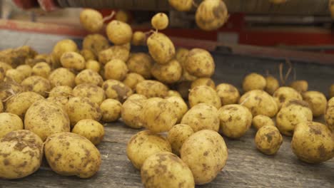 working conveyor moves potatoes, close-up.