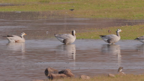 Flock-of-Bar-headed-geese-walk-to-the-shore-after-a-swim-in-the-River