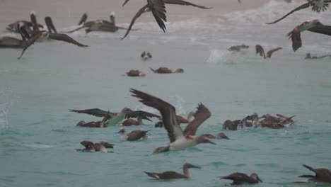 藍腳<unk> (blue-footed boobies) 在加拉帕戈斯島 (galapagos island) 潛水,在水底游泳,吃魚.