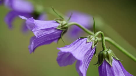 close-up of purple bell flowers