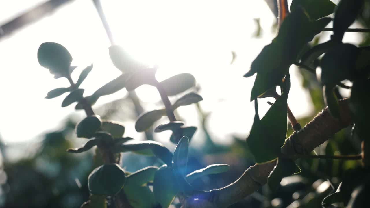 물방울 을 가진 빛 에 있는 재드 식물 의 근접적 인 모습