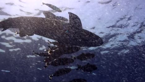 oceanic whitetip shark swimming below surface in red sea