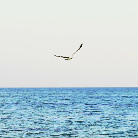 seagull flying in the blue sky. slow motion