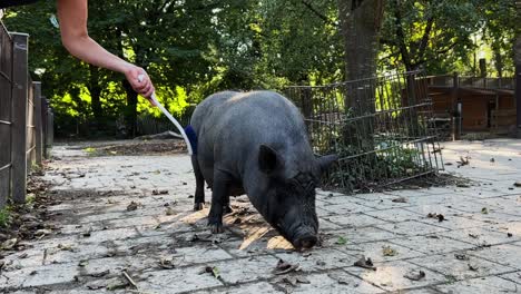 toma amplia de un cerdo barrigón siendo cepillado por una mujer