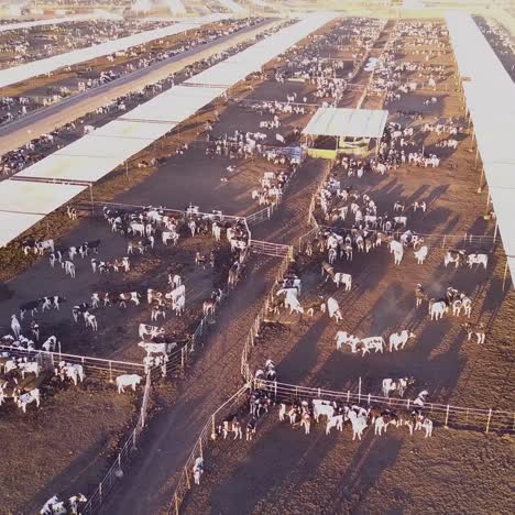 An-aerial-over-vast-stockyards-of-beef-cattle-in-the-American-west-3