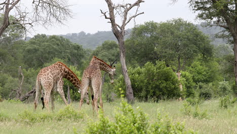 dos jirafas peleando en los pastizales en la reserva de caza privada sabi sands, sudáfrica