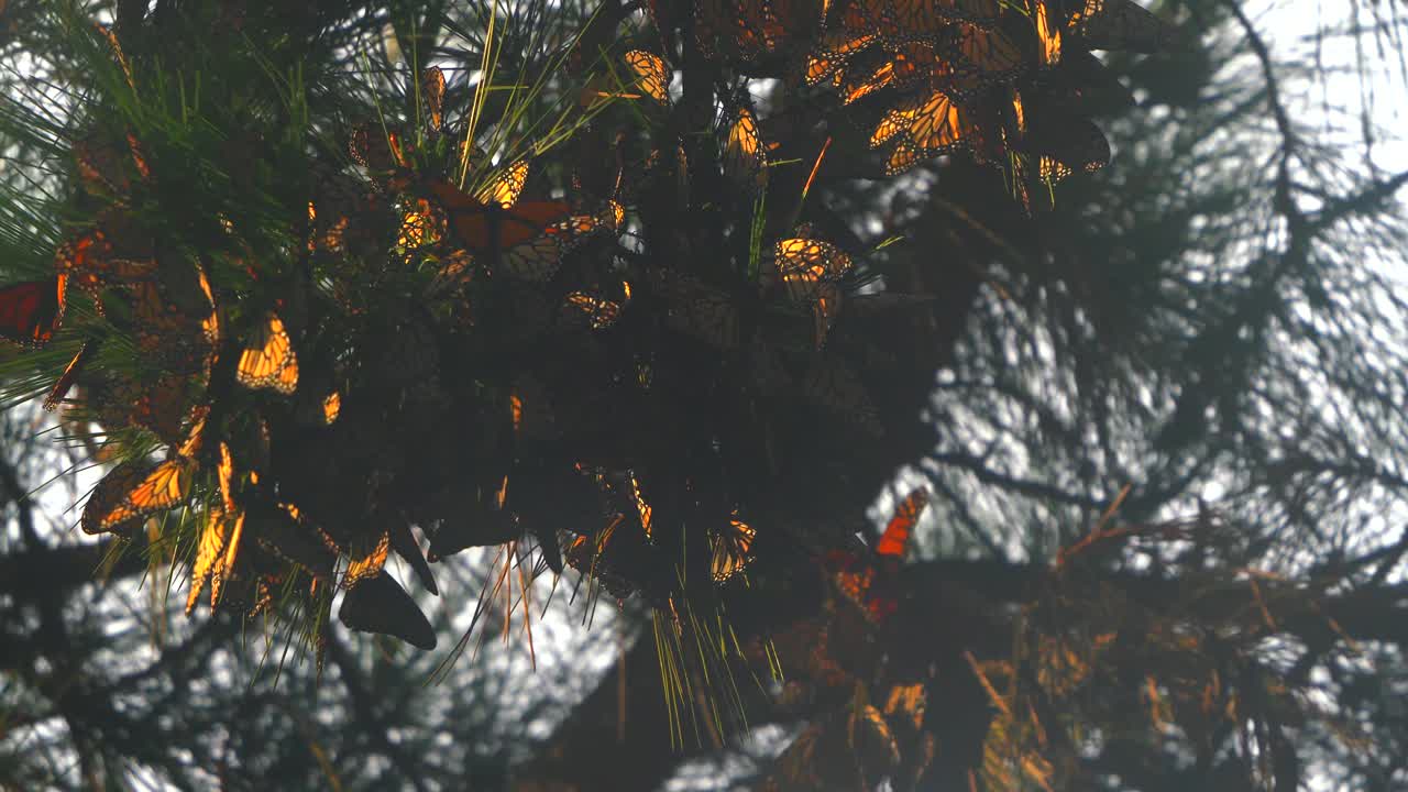 mariposas monarca tratando de mantenerse calientes después de una tormenta